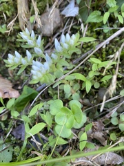 Sedum ternatum