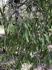 Melaleuca nervosa