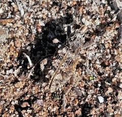 Coranus