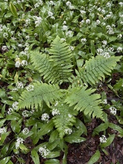 Dryopteris caucasica