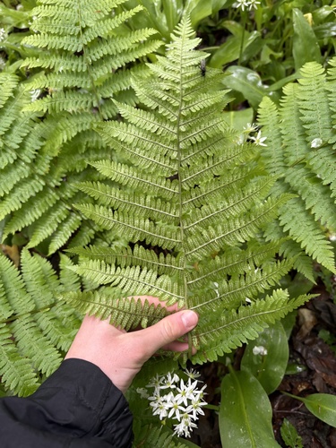 Dryopteris caucasica, photograph 2