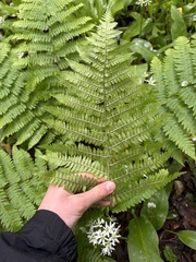 Dryopteris caucasica, photograph (c) Екатерина Кравцова, some rights reserved (CC BY)