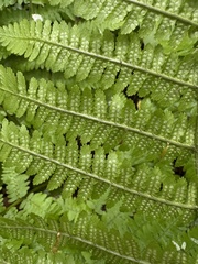 Dryopteris caucasica, photograph (c) Екатерина Кравцова, some rights reserved (CC BY)