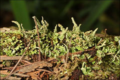 Cladonia rigida