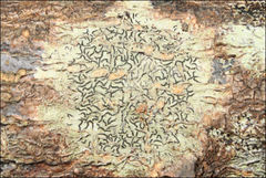 Halegrapha mucronata