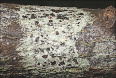 Pertusaria pertractata