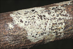 Pertusaria pertractata