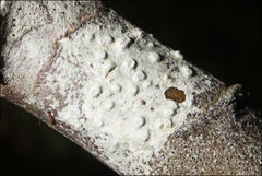Pertusaria pertractata