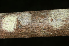 Pertusaria pertractata