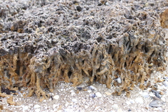Neosabellaria kaiparaensis