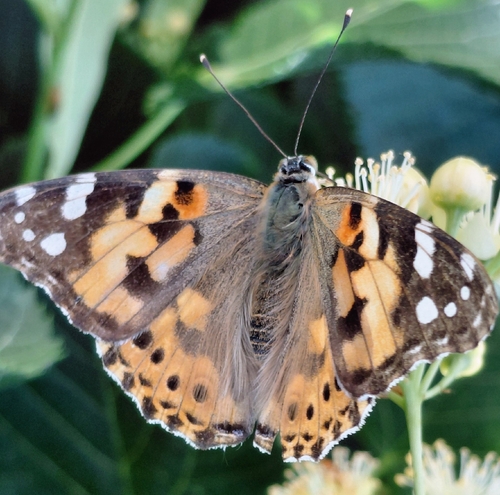 International Day for Biodiversity: Project Results