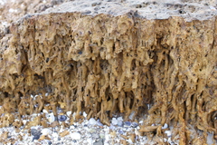 Neosabellaria kaiparaensis