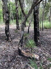 Melaleuca nervosa