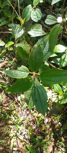 Miconia australis, photograph 5