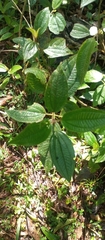Paulo C. O. Cunha, CC BY, iNaturalist via GBIF Miconia australis, photograph Paulo C. O. Cunha, CC BY, iNaturalist via GBIF