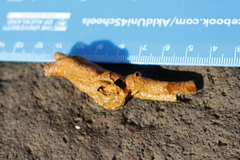 Neosabellaria kaiparaensis