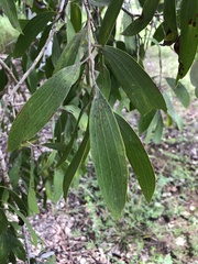 Melaleuca nervosa