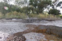 Neosabellaria kaiparaensis
