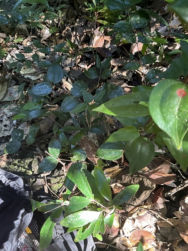 Rhodamnia pauciovulata, 2026-05-22
