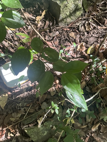 Rhodamnia pauciovulata, 2026-05-23
