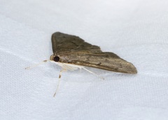 Omiodes pernitescens