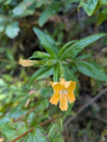 iNaturalist observation photo of southern bush monkeyflower
