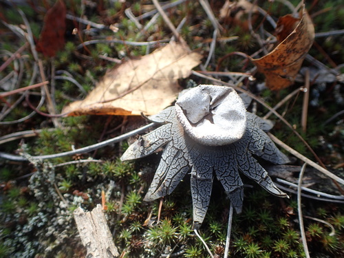 Astraeus hygrometricus — (c) Ian Manning, some rights reserved (CC BY)