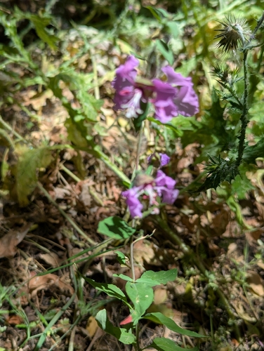 iNaturalist observation photo of Elegant Clarkia