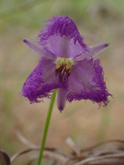 Thysanotus banksii
