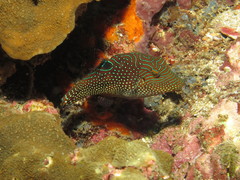 Canthigaster petersii