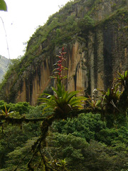 Tillandsia fendleri