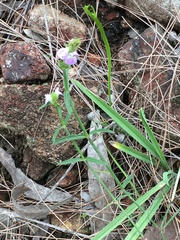 Rostellularia adscendens