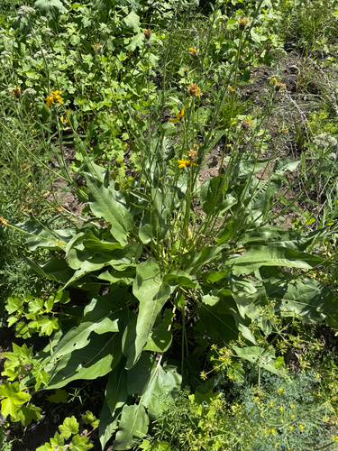 Balsamorhiza careyana, 2026-05-22