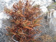 Aloiampelos commixta