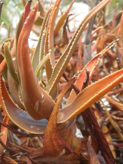 Aloiampelos commixta