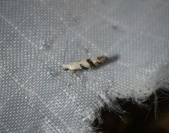 Argyresthia austerella