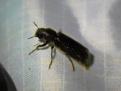Melalgus plicatus
