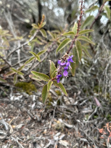 Coleus alloplectus observed 2026-05-23