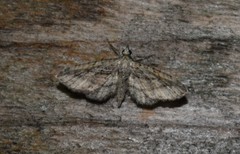 Eupithecia longidens