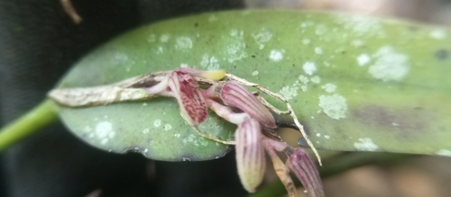 Acianthera pubescens