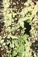 Cladonia rigida