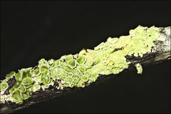 Flavoparmelia rutidota