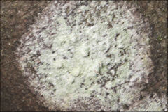 Pertusaria pertractata