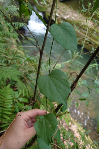 Cyclea ochiaiana observed 2026-05-21