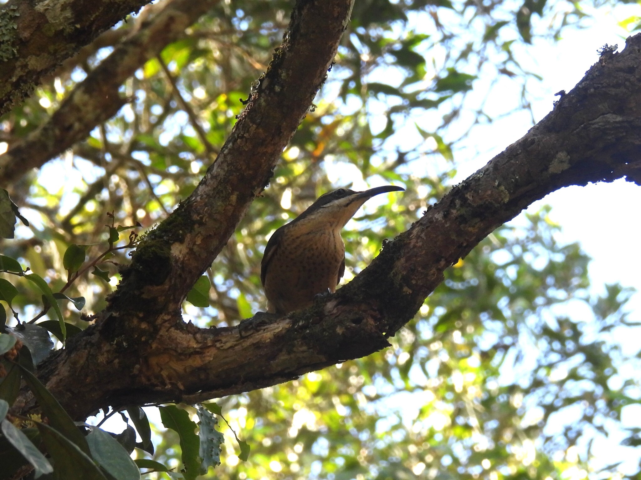 Victoria's Riflebird (Ptiloris victoriae), photo 4