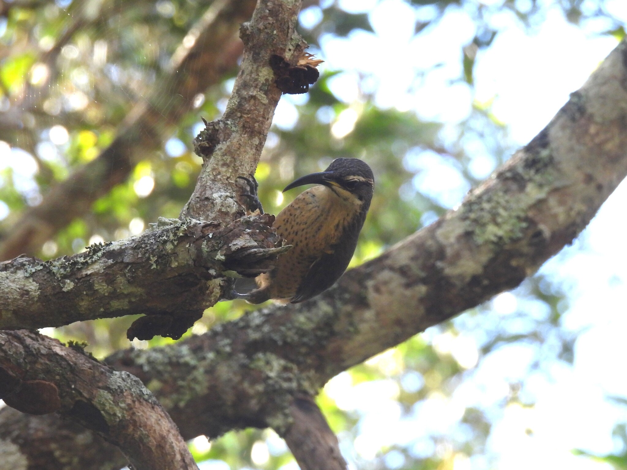 Victoria's Riflebird (Ptiloris victoriae), photo 3