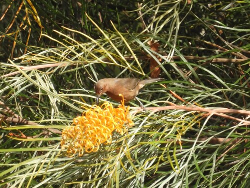 Dusky Myzomela (Myzomela obscura), photo 3