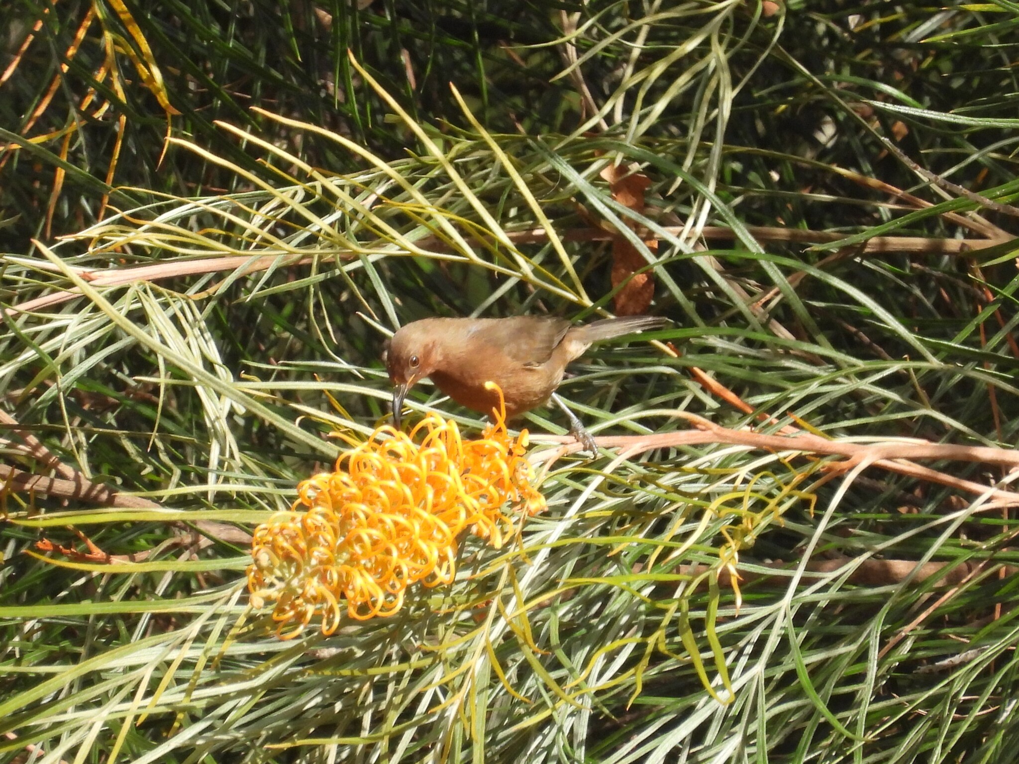 Dusky Myzomela (Myzomela obscura), photo 3