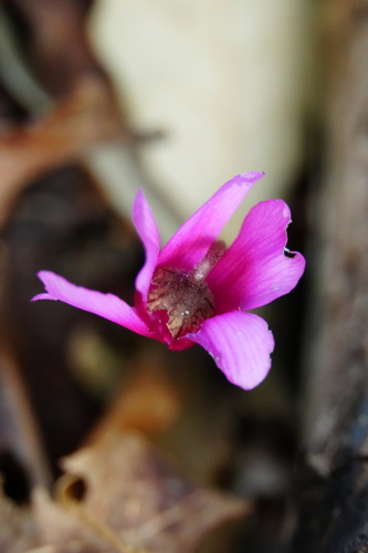Cyclamen repandum, photograph 3