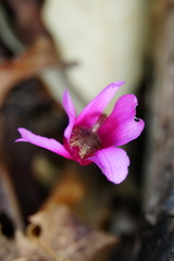 Cyclamen repandum, photograph (c) Alin, some rights reserved (CC BY)
